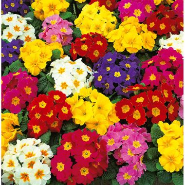 Portulaca-Avaulus-MSeuns-Ra-1.jpg