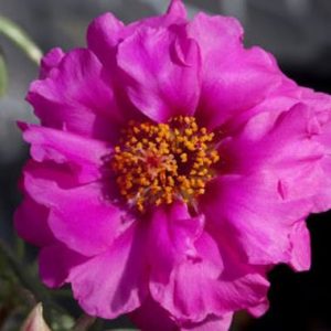 Portulaca Malanseuns Double Pink