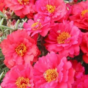 Portulaca Malanseuns Double Red