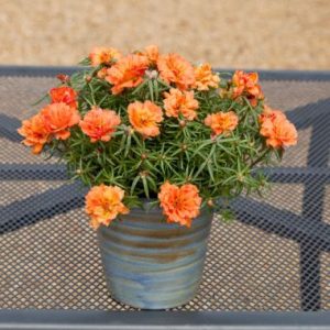 Portulaca Malanseuns Double Orange