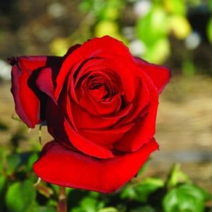 Pretoria Boys Centenary