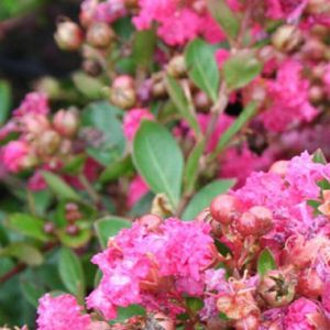 Lagerstroemia indica Twice as Nice