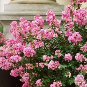 Lagerstroemia indica ‘Dwarf Pink’