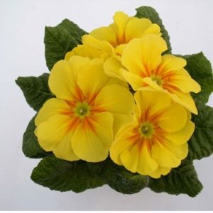 Primula Acaulis 'Malanseuns Yellow'