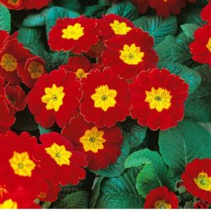 Primula Acaulis 'Malanseuns Scarlet'