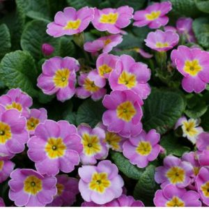 Primula Acaulis 'Malanseuns Pink'