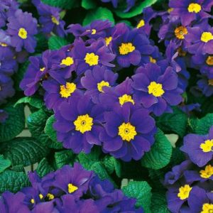 Primula acaulis 'Malanseuns Blue'