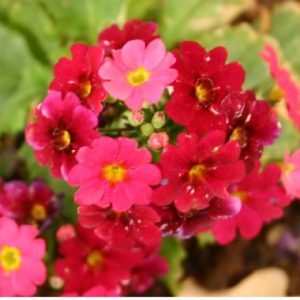 Primula Malacoides 'Malanseuns Red'