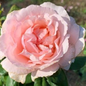 Princess Charlene de Monaco MEIdysouk