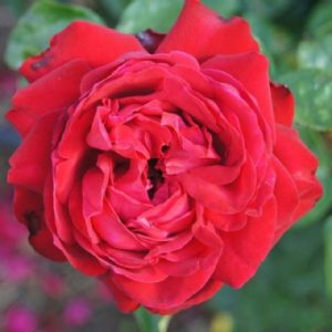 Red GrandiRosa
