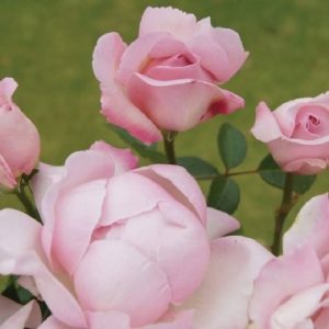 Remember Me LUDwisutic (P)