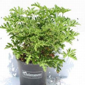 Pelargonium Citrosum Van Leenii The Insect Repellent