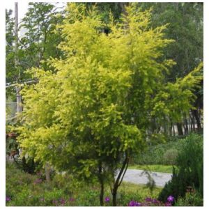 Melaleuca bracteata 'Revolution Gold'
