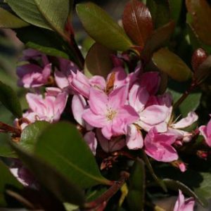 Rhaphiolepis delacourii  ‘Pretty Pink’