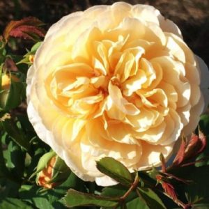 Roald Dahl AUSkindling