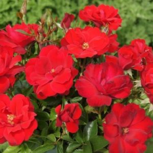 Rooi Rok KORfivkon(P)