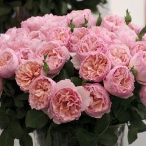 Princess Charlene De Monaco