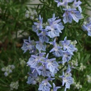 Rosmarinus ‘Ginger’