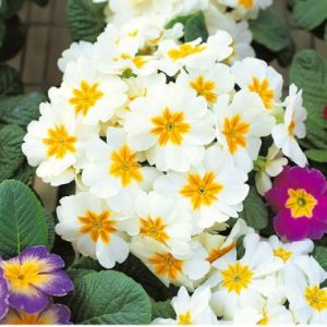 Primula Acaulis 'Malanseuns White'