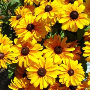 Rudbeckia hirta ‘Tiger Eye’®