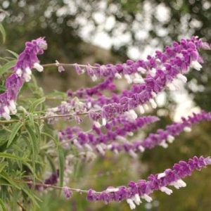 Salvia Leucantha 'Mauve'