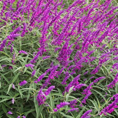 Salvia-Leucantha-Purple.jpg