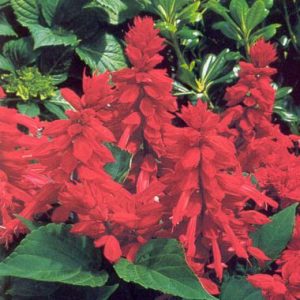 Salvia 'Malanseuns Red'