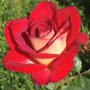 Savage Jooste Centenary