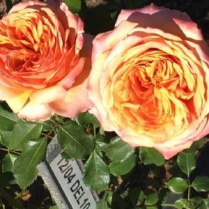 Sawubona DELludor(P)