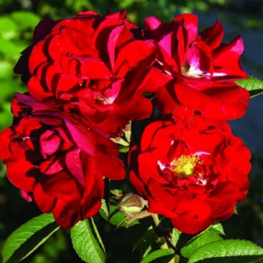 Scarlet-Panarosa-th1.jpg