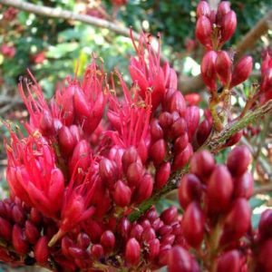 Schotia brachypetala