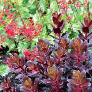 Sedum Touchdown Teak