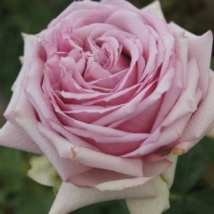 Fifty Shades of Grey