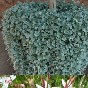Dichondra Argentea 'Silver Falls & Gaura Jingle Bells ®
