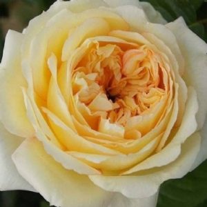 St Dunstan's Centenary