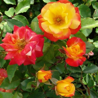 Standard Roses 90cm | Greenside Kwekery