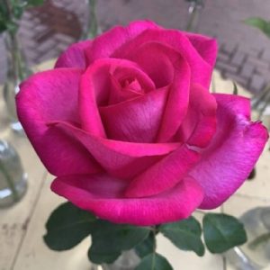 Standard Garden Queen 90cm