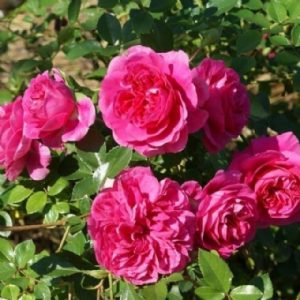 Standard Granny's Delight 90cm