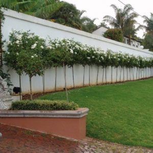 Standard Iceberg 90cm