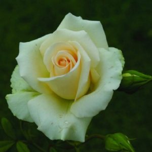 Standard Ivory Beauty 90cm