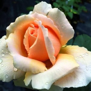 Standard Just Joey 90cm