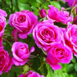 Standard Little Pink Hedge 90cm