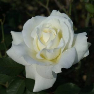 Standard Memoire 90cm