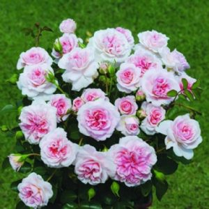 Standard My Granny 90cm