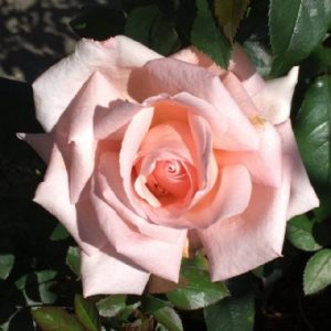 Standard New Zealand 90cm