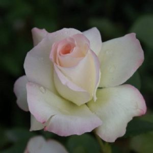 Standard Pearl of Bedfordview 90cm