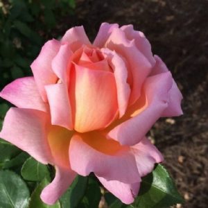 Standard Perfumery 90cm