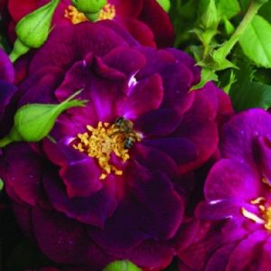 Standard Purple Glow 90cm