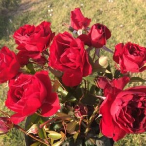 Standard Red Rover 90cm