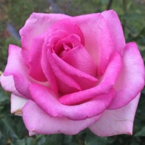 Standard Roma Naude 90cm